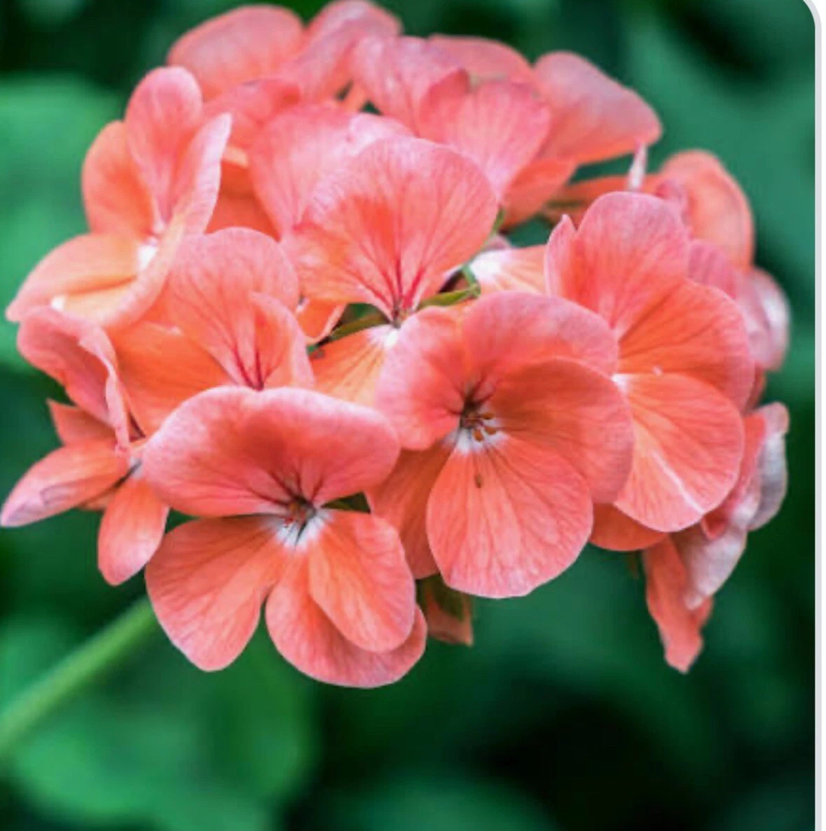 Coral Zonal Geranium Stem Cuttings – 10 Unrooted Pelargonium Propagation Plants for Garden and Container Growing