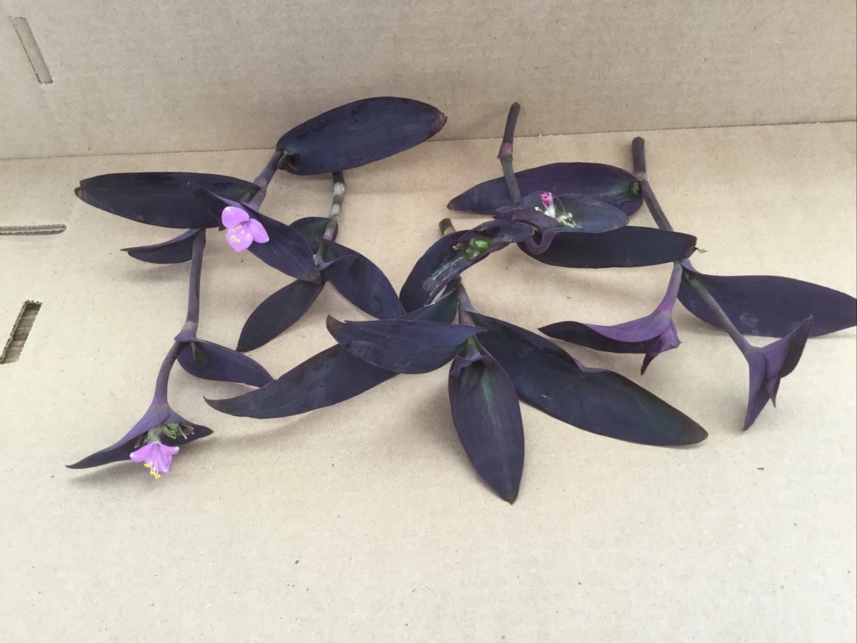 Purple Jade Plant Cuttings – 6 Pack, Crassula ovata Purple Variety, Succulent Propagation, Indoor Houseplant, Easy to Root