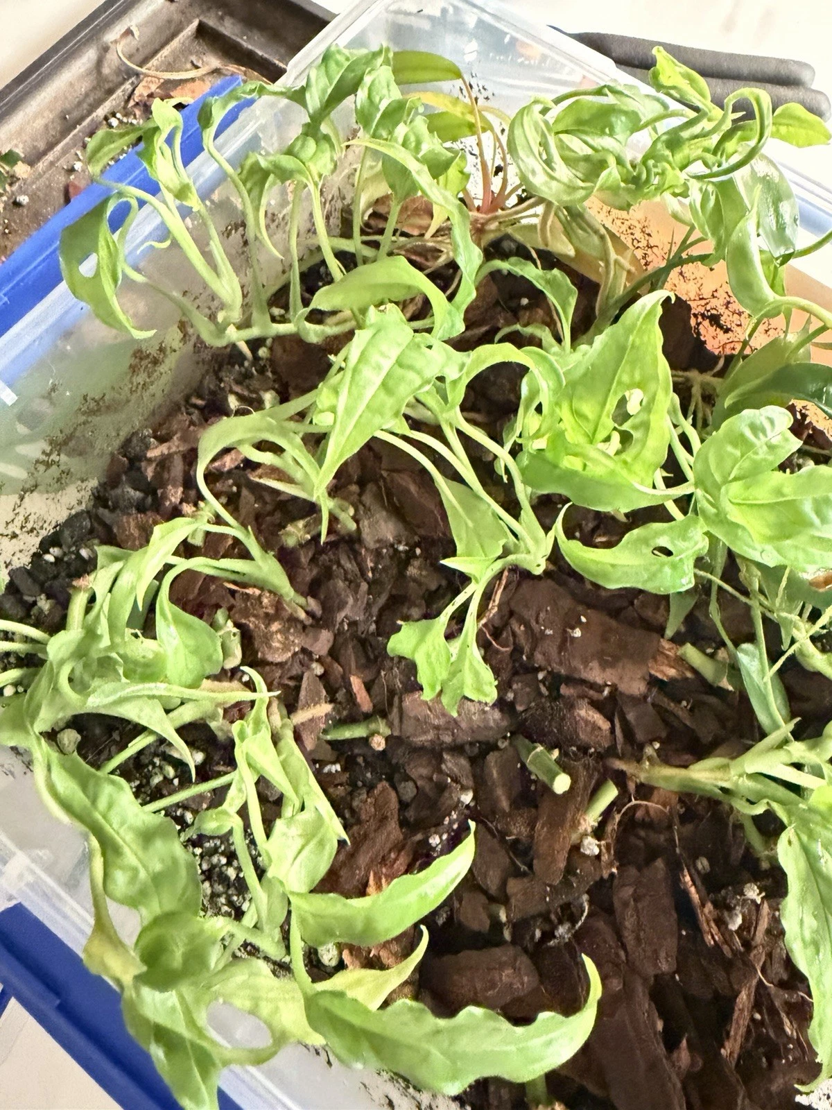 Monstera Obliqua Peru Rooted Cutting – Live Tropical Aroid Plant with Established Roots