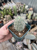 Rare Rooted Tephrocactus alexanderii XL Single Segment Bare Root Cactus, Opuntia Species, Sculptural, Easy Care