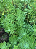 Green Tree Aeonium Cuttings – Live Unrooted Succulent Propagation Material, Aeonium arboreum