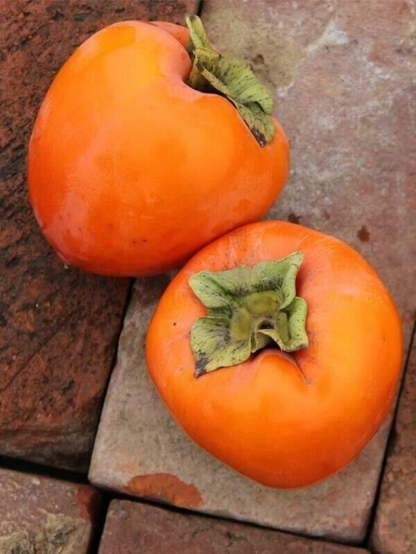 Hachiya Persimmon Tree Cuttings – 10 Unrooted 6–8" Stems for Rooting or Grafting, Premium Diospyros kaki Fruit Variety