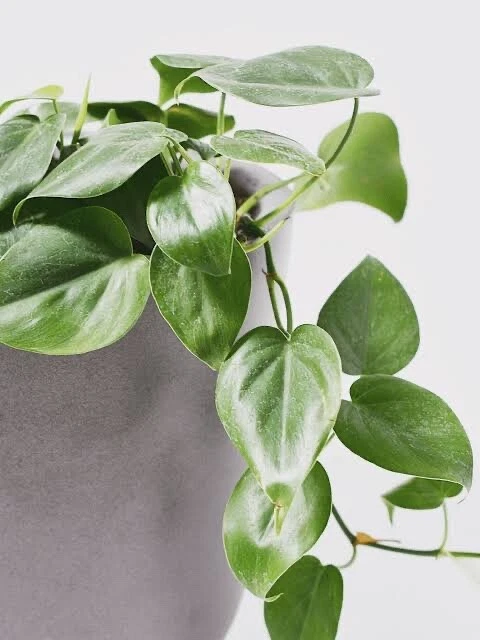 Philodendron cordatum Heart Leaf Cutting Set – 4 Rooting Stem Cuttings, Indoor Trailing Vine, Easy Propagation, Green Heart-Shaped Leaves