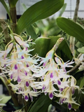 Live Dendrobium amethystoglossum Orchid Cuttings – 5 Short Propagation Pieces for Experienced Growers