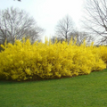 Forsythia Cuttings – 10 Unrooted Forsythia Shrub Cuttings 5–8 Inches Long for Propagation, Outdoor Garden Plant