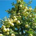 Golden Delicious Apple Scion Cuttings – 16 Thin Unrooted Scions, Malus domestica for Grafting or Rooting
