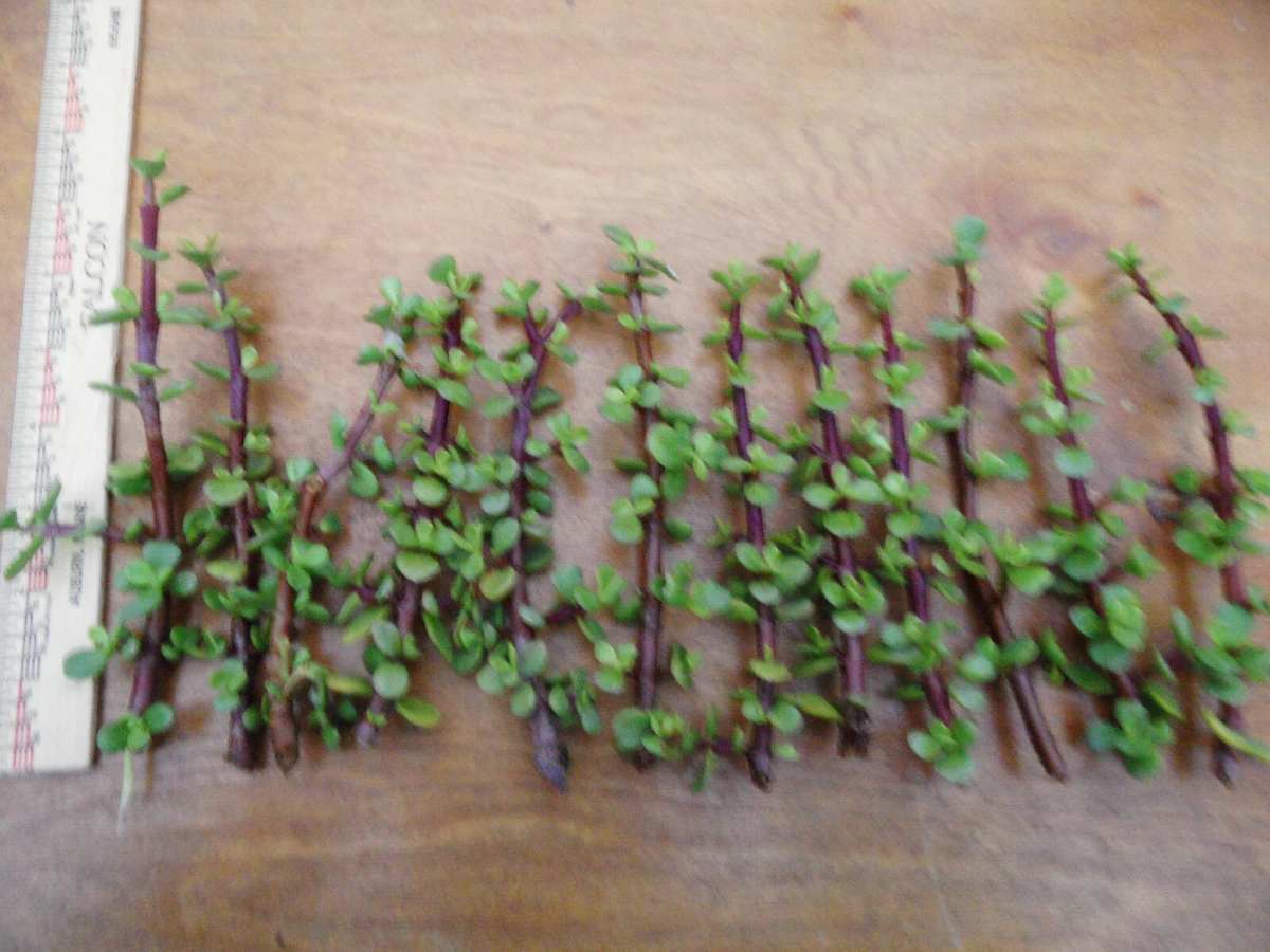 Portulacaria Afra Cuttings Lot of 12 Unrooted Spekboom Succulent Propagation Dwarf Jade Scientific Name