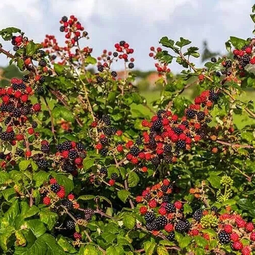 Blackberry Plant Cuttings Set of 6 Unrooted Rubus spp. Fruit Bramble for Planting and Propagation
