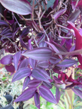 Tradescantia Zebrina Dark Burgundy Cuttings – 12 Live Unrooted Propagation Plants for Indoor Hanging Baskets