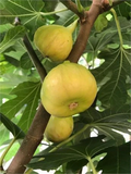 Unrooted Sicilian White Fig Cutting – Propagation Ficus Carica ‘Sicilian White’ with 3+ Nodes, 8 Inch Plant Cutting