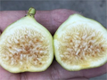 Unrooted White Marseilles Fig Cutting – Ficus carica Cultivar, 8 Inch Propagation Plant Material, 3+ Nodes