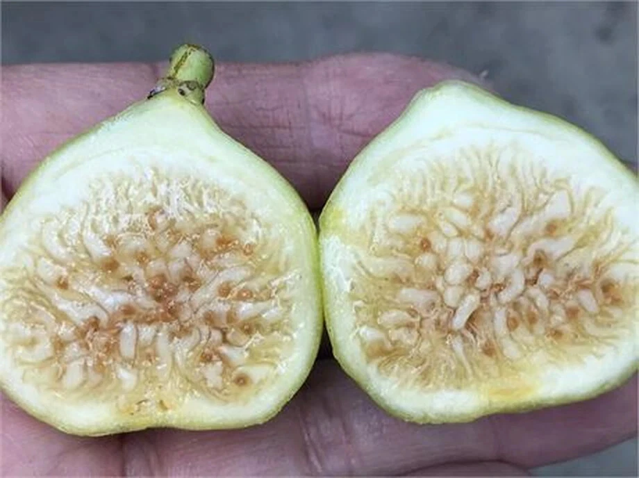 Unrooted White Marseilles Fig Cutting – Ficus carica Cultivar, 8 Inch Propagation Plant Material, 3+ Nodes