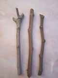 Fig Tree Cuttings, 3 Unrooted Ficus carica Hardwood Propagation Cuttings for Grafting or Rooting