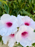 Pink Bower Pandora Vine Cuttings – 7 Unrooted Pandorea jasminoides Cuttings, Fragrant Pink White Flowering Vine