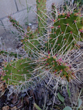 Unrooted Consolea Millspaughii Cactus Cutting – 8-10 Inch Opuntia Type Live Propagation Segment