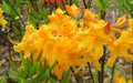 Appalachian Gold Aromi Azalea Rhododendron Deciduous Starter Plant, Small Live Shrub with Yellow Spring Blooms