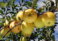 Golden Delicious Apple Scion Wood 10 Pack Unrooted Cuttings for Grafting Malus domestica