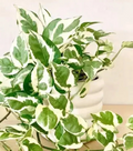 Unrooted N’Joy Pothos Cuttings Set of 3 Variegated Green and White Epipremnum aureum for Propagation