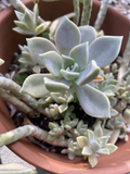 Rooted Ghost Plant Succulent Cuttings in 2-Inch Pot, Graptopetalum paraguayense, Indoor Live Plant