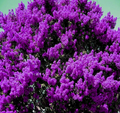 Dark Purple Crape Myrtle Rooted Plants – Set of 2 Lagerstroemia Flowering Shrubs for Landscape or Container Planting