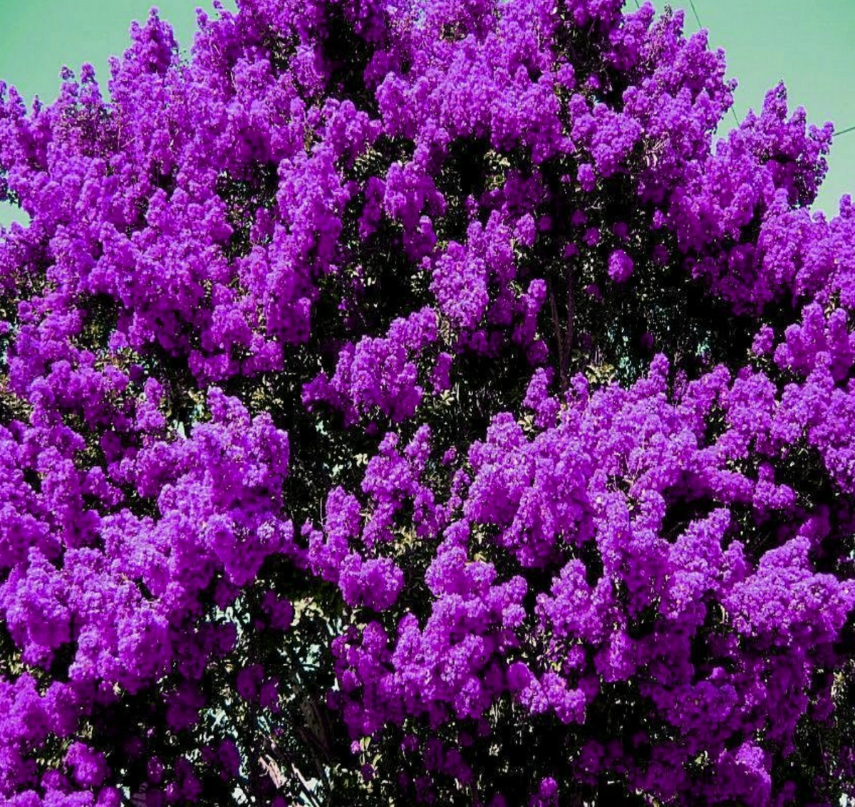 Dark Purple Crape Myrtle Rooted Plants – Set of 2 Lagerstroemia Flowering Shrubs for Landscape or Container Planting