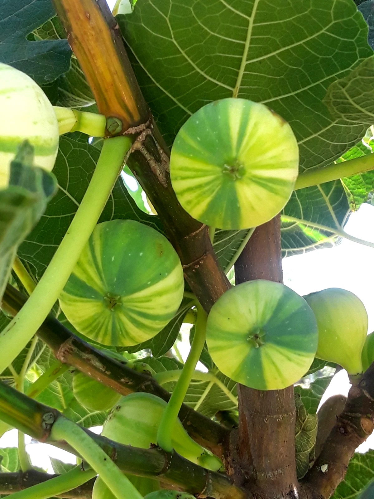 Panaché Fig Cuttings – 3 Unrooted Tiger Fig Ficus carica Variegated Fruit Tree Propagation