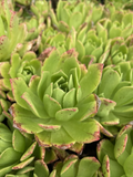 Aeonium Succulent Cuttings Set of 3 | Pink-Edged Green Rosettes for Propagation | Unrooted Live Plant Stems
