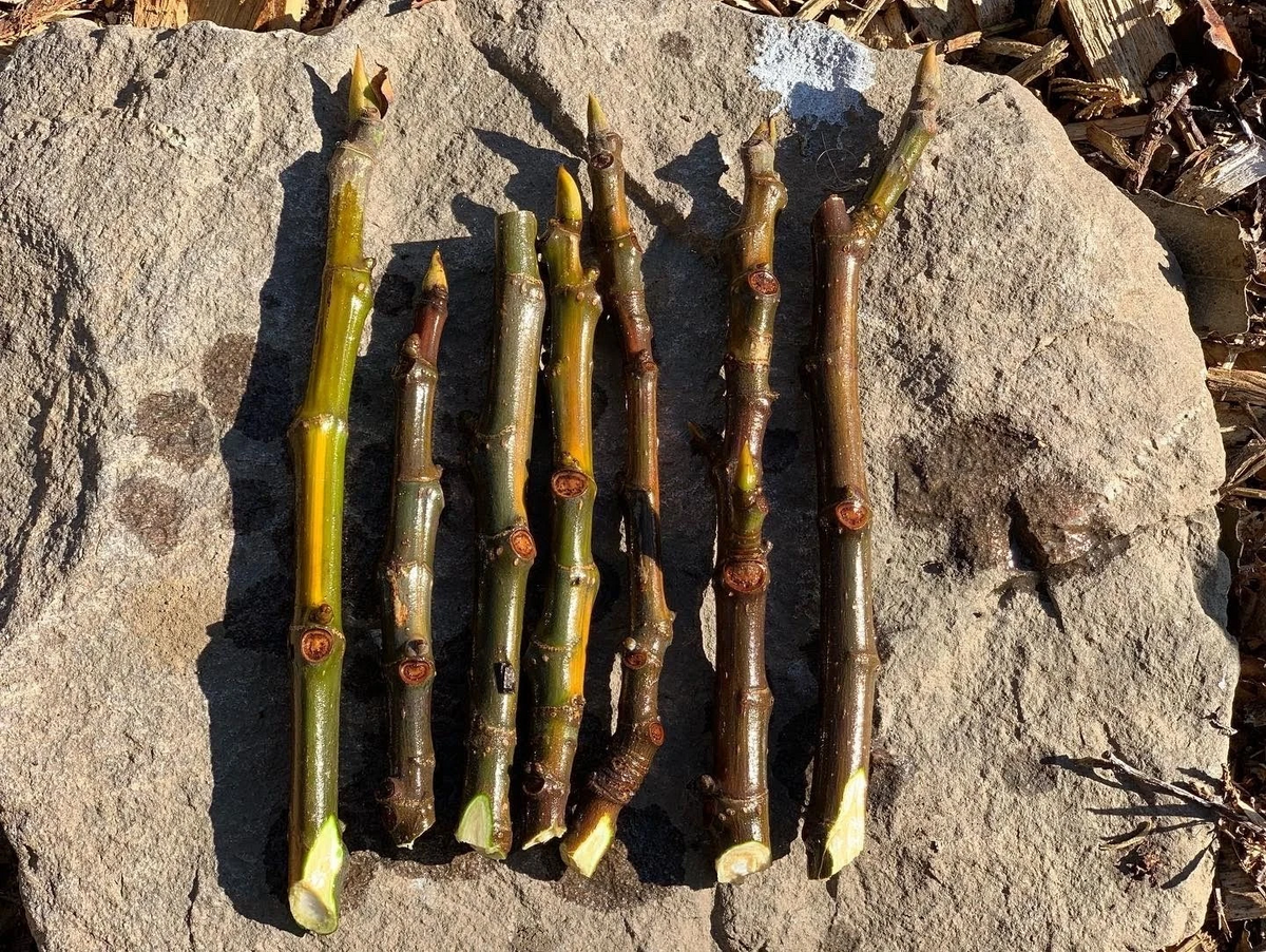 Fig Tree Cuttings Set of 3 | Ficus carica Fruit Tree Propagation for Garden or Container Planting