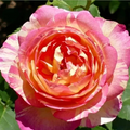 Marc Chagall Rose Cuttings – 3 Live Rooting or Grafting Rose Cuttings Rosa ‘Marc Chagall’ Ornamental Shrub