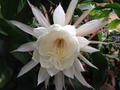 Queen of the Night Orchid Cactus Cuttings Epiphyllum oxypetalum Set of 2 for Rooting & Propagation