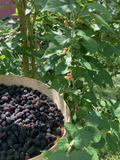 Black Mulberry Rooted Cuttings - Morus nigra, 6 Inch Bare Root Fruit Tree Starter Plants, Everbearing, Suitable for Garden or Orchard