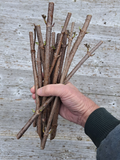 American Elderberry Cuttings – 100 Fresh Unrooted Sambucus Canadensis Cuttings, Spring Shipping Presale