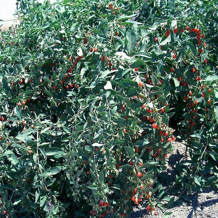 Goji Berry Cuttings – Lot of 20 Fresh Unrooted Lycium barbarum Cuttings for Propagation, Outdoor Berry Shrub