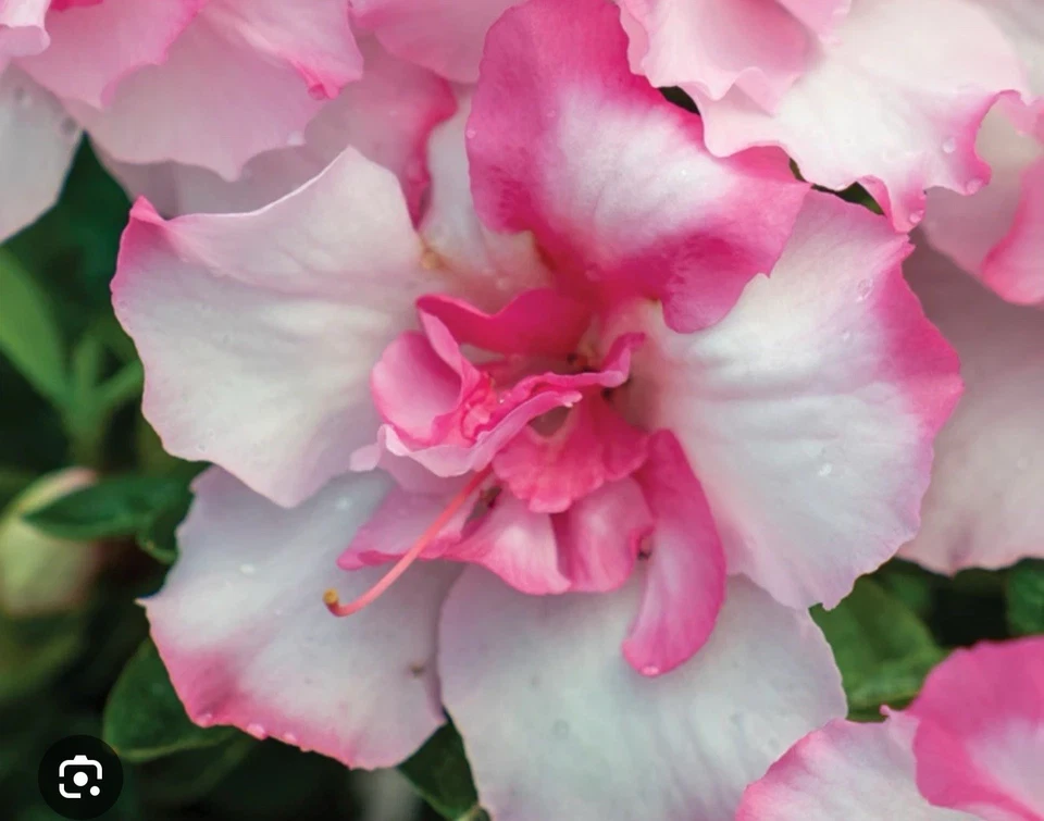 Azalea Starter Plant - Encore Autumn Kiss Deciduous Pink Flowering Shrub Rhododendron