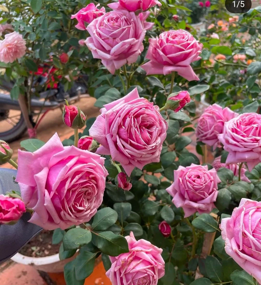 Pink Rose Unrooted Cuttings 5–8 Inch Long, Fresh Rose Stem Cuttings for Rooting and Garden Planting Set of 3