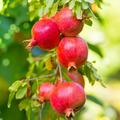 Unrooted Pomegranate Cuttings – 5 Fresh Wonderful Punica granatum Propagation Material, 8–10 Inches