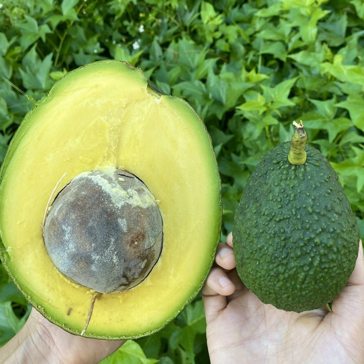 Unrooted Marcus Pumpkin Avocado Cuttings Set of 5 for Propagation - Live Persea americana 'Marcus Pumpkin'