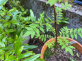 Sansho Japanese Pepper Tree Cuttings – Unrooted Zanthoxylum piperitum Propagation Branches, Ornamental Foliage, Garden or Container Growing
