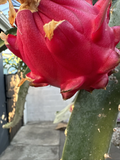 Orajona Dragon Fruit Cutting – 12-18 Inch Live Climbing Cactus Vine for Planting, Selenicereus sp.