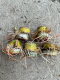 Rooted Sugarcane Cuttings - Saccharum officinarum Live Cane Starters for Garden & Container Planting, Set of 5