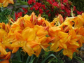 Azalea Starter Plant, Rhododendron sp., Deciduous, Yellow to Golden Orange Blooms