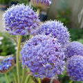 Blue Lace Flower Seeds | Didiscus Trachymene Coerulea | Annual Cut Flower & Garden Ornamental