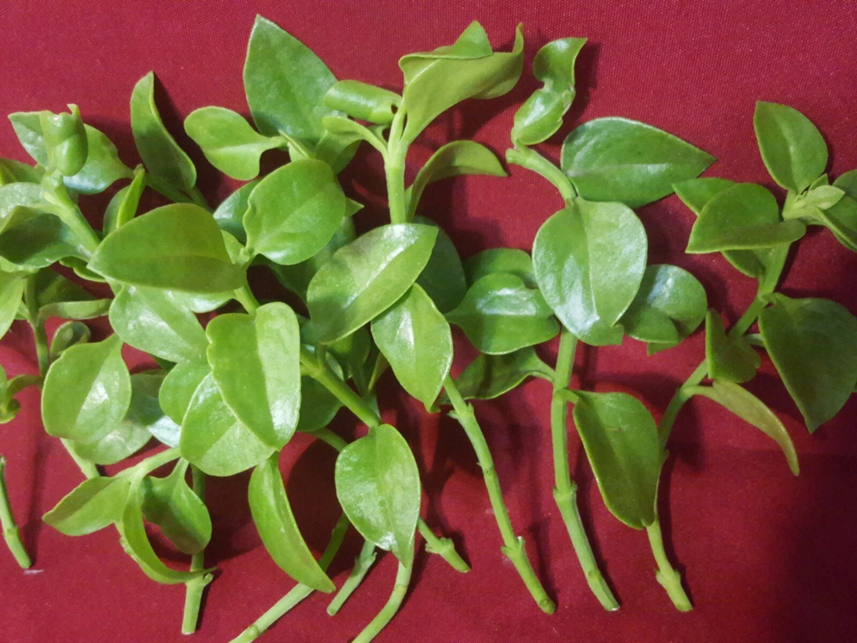 Sun Rose Red Apple Cuttings 10 Pack, Aptenia cordifolia Succulent Groundcover, Unrooted 4-6 Inch Propagation Cuttings