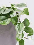 Philodendron Cordatum Heartleaf Cuttings 6–8 Inch Rooting Cuttings, Indoor Vine Houseplant Set of 4