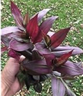 Red Gem Wandering Jew Cuttings – 7 Fresh Unrooted Tradescantia Cuttings for Indoor Propagation