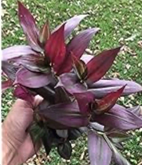 Red Gem Wandering Jew Cuttings – 7 Fresh Unrooted Tradescantia Cuttings for Indoor Propagation