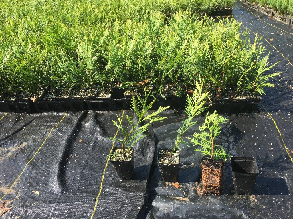 Green Giant Thuja Live Plants Box of 25 Fully Rooted Arborvitae 10–14 Inch in Pots