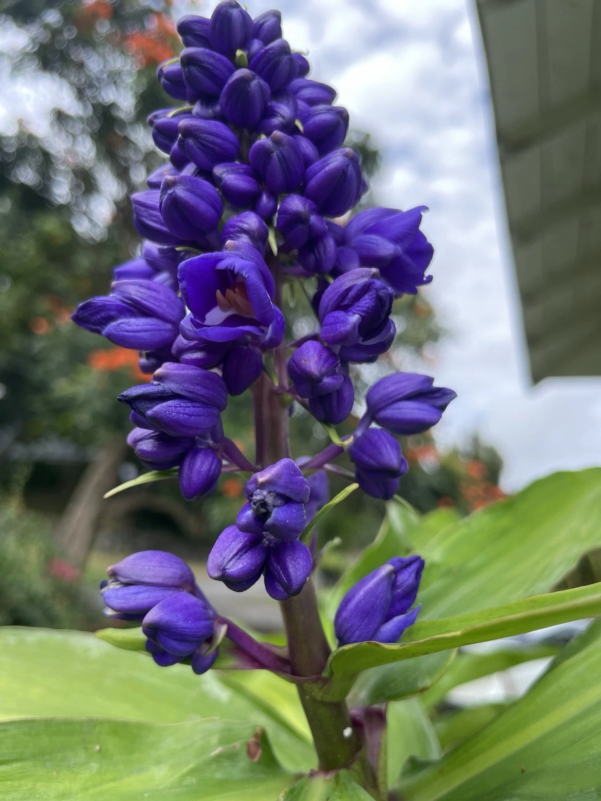 Blue Ginger Plant Cuttings – 8 Unrooted Dichorisandra thyrsiflora Tropical Ornamental Perennials