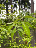 Unrooted Yuzu Citrus Tree Cuttings Set of 4 | Citrus junos Propagation Scions for Grafting & Growing