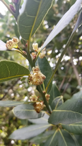 Bay Laurel Tree Cuttings – 5 Fresh Laurus Nobilis Stem Cuttings for Propagation and Planting